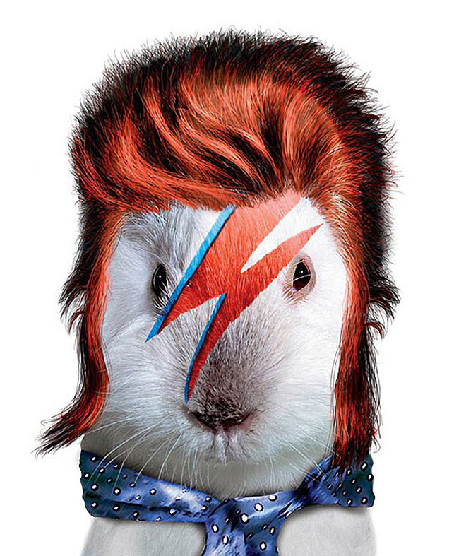 David Bowie - Dog Disguisefamous person faces celebrity animal funny